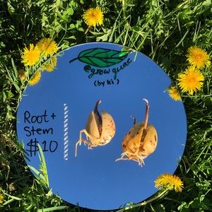 Sprouted Avocado Plants from @growguac on IG